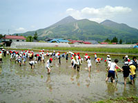 武蔵野東小学校 稲作